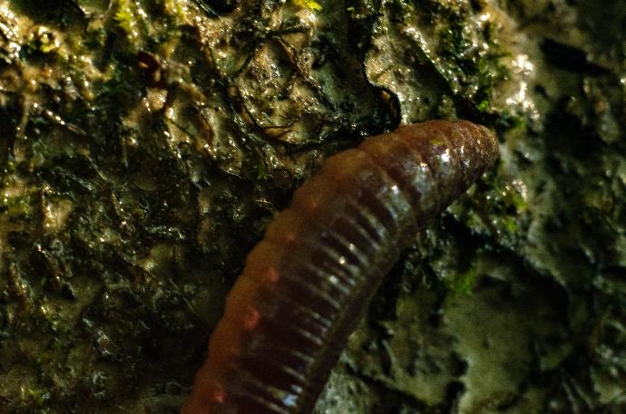 brown and white caterpillar on green moss