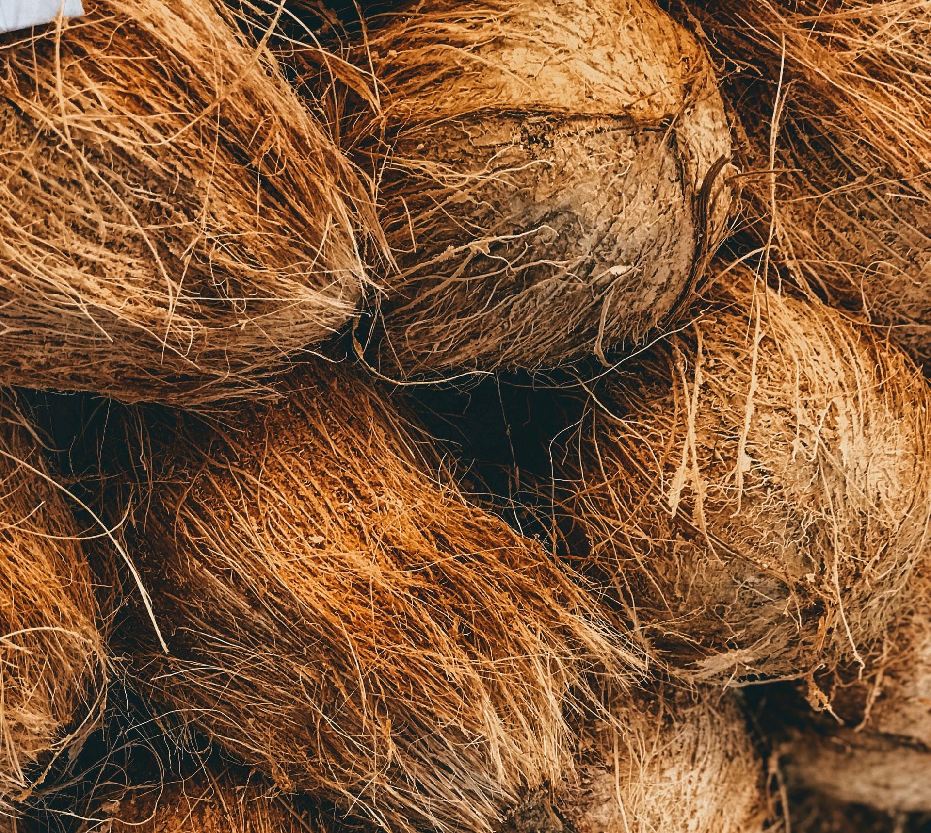 shallow focus photo of coconut shells